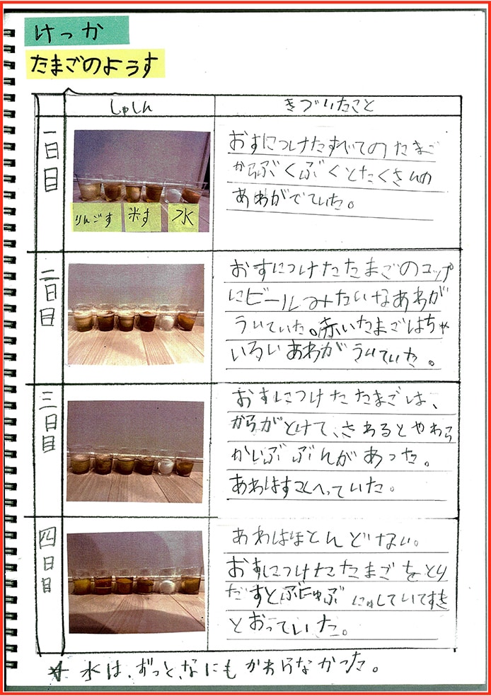たまごアレルギーのぼくのたまごのかんさつとじっけん15