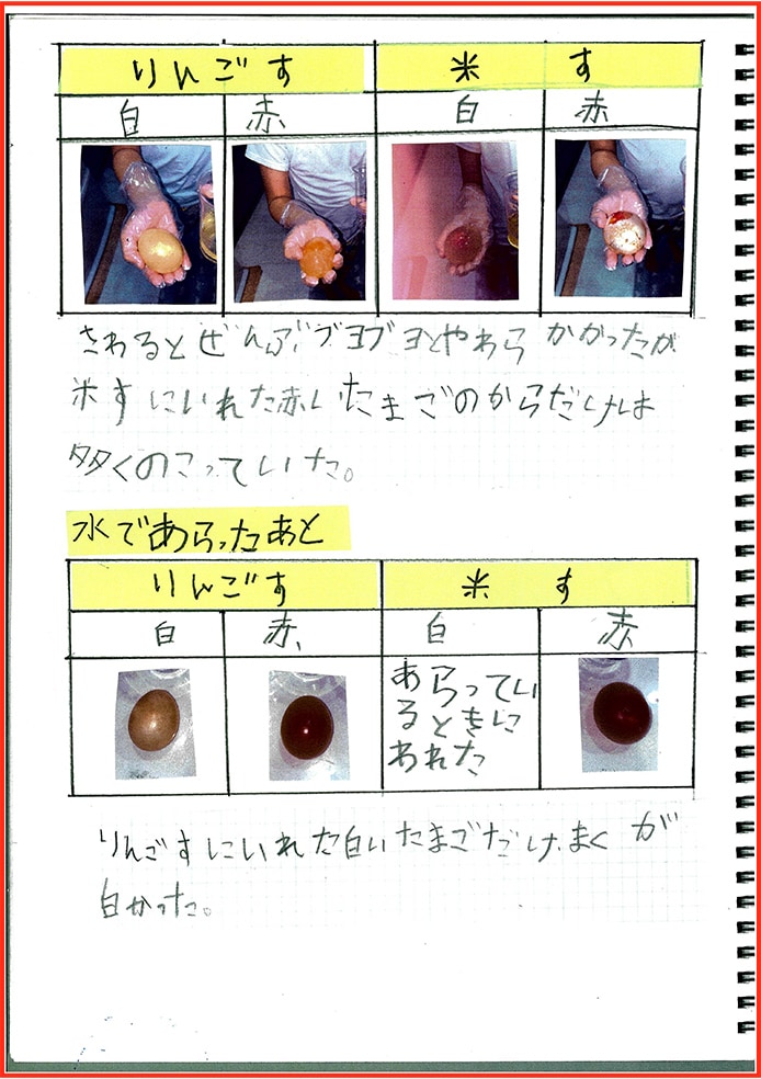 たまごアレルギーのぼくのたまごのかんさつとじっけん16