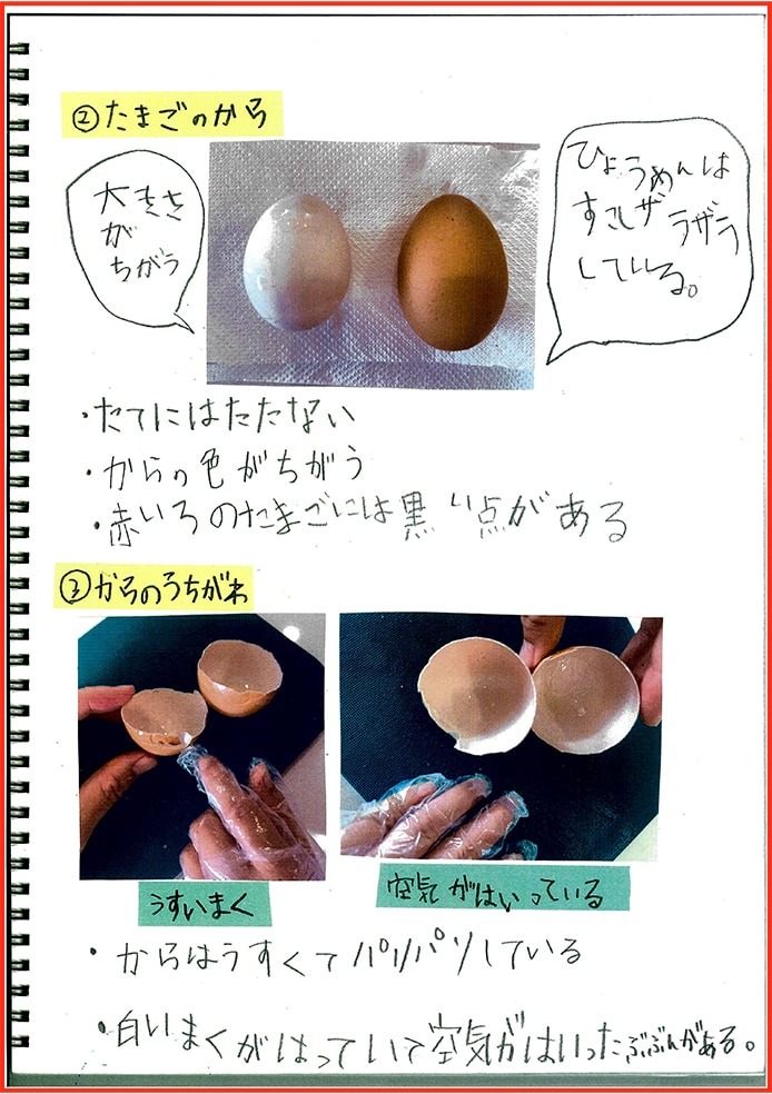たまごアレルギーのぼくのたまごのかんさつとじっけん7