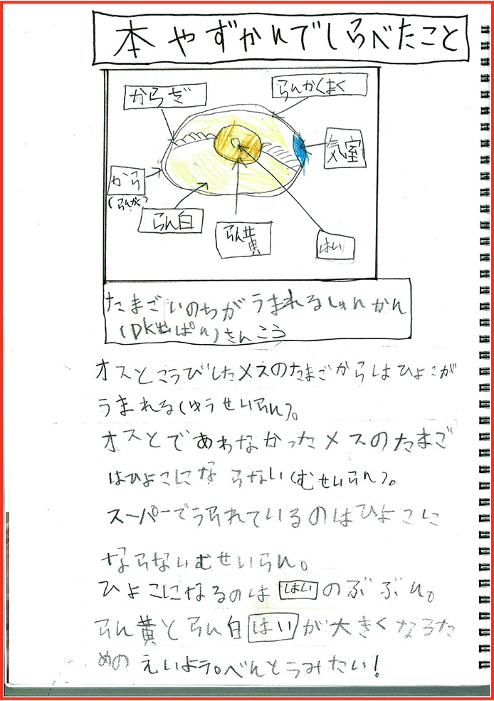 たまごアレルギーのぼくのたまごのかんさつとじっけん8