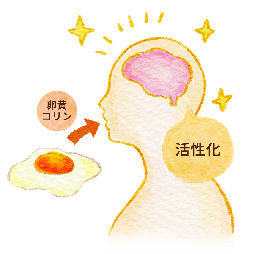 卵は脳の活性化が期待できる!
