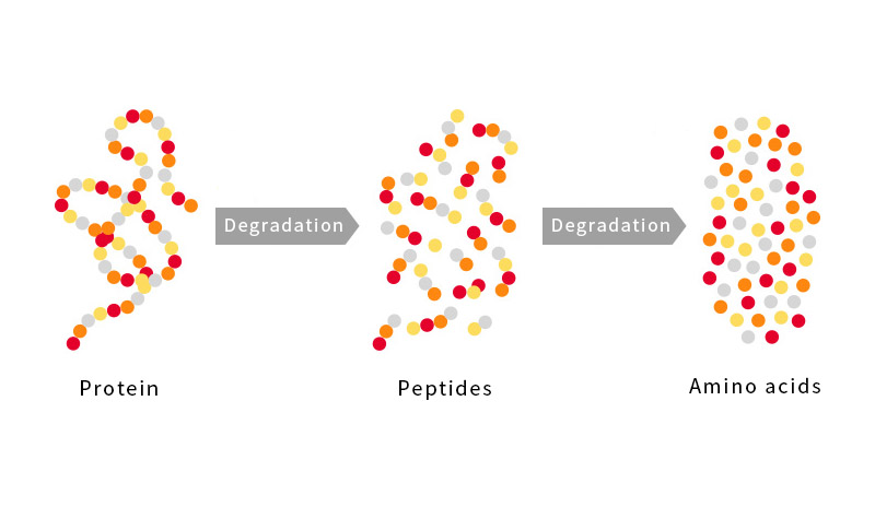 About Egg White Ingredients (Egg white peptide)