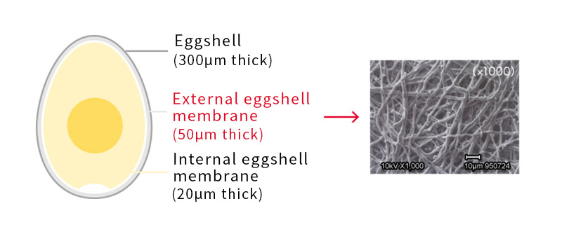 What is Eggshell membrane