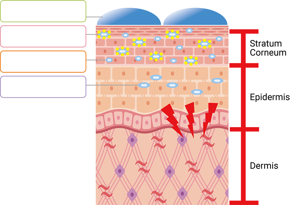 Functional Hyaluronic Acid