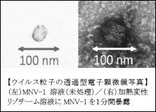 【ウイルス粒子の透過型電子顕微鏡写真】（左）MNV-1溶液（未処理）／（右）加熱変性リゾチーム溶液にMNV-1を1分間暴露